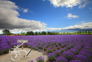 日本北海道富田農場薰衣草花海