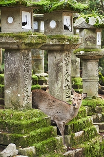 奈良公園の鹿