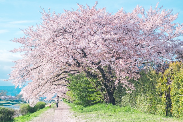 鴨川の桜並木