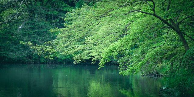 京都府立植物園の楓