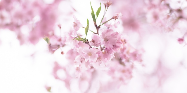 京都府立植物園の桜