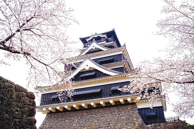 熊本城と桜