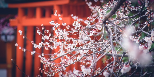 北野天滿宮の雲龍梅と鳥居
