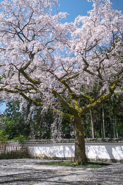 醍醐寺三宝院のしだれ桜