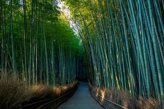日本嵐山天龍寺竹林