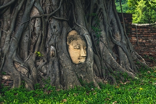 曼谷大城瑪哈泰寺樹中佛頭