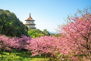 天元宮春櫻