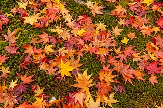 秋天掉落滿地的紅色和黃色楓葉
