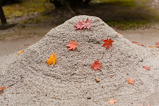 秋天紅色的楓葉掉落在日本庭園中的枯山水