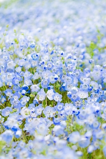 粉蝶花– 国営ひたち海浜公園 baby blue-eyed flower