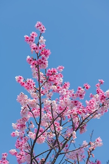 櫻花與藍天 spring cherry blossom season
