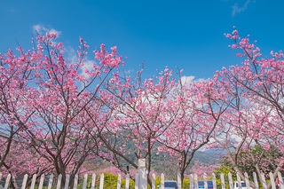 櫻花與藍天 spring cherry blossom season