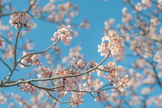 櫻花與藍天 spring cherry blossom season