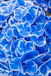 Hortensia flower 美麗的繡球花
