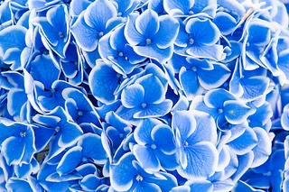 Hortensia flower 美麗的繡球花