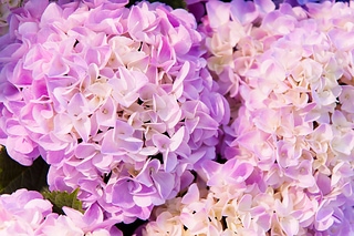 Hortensia flower 美麗的繡球花