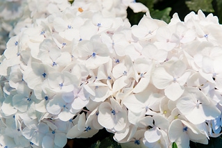 Hortensia flower 美麗的繡球花