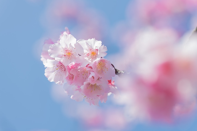 櫻花與藍天 spring cherry blossom season