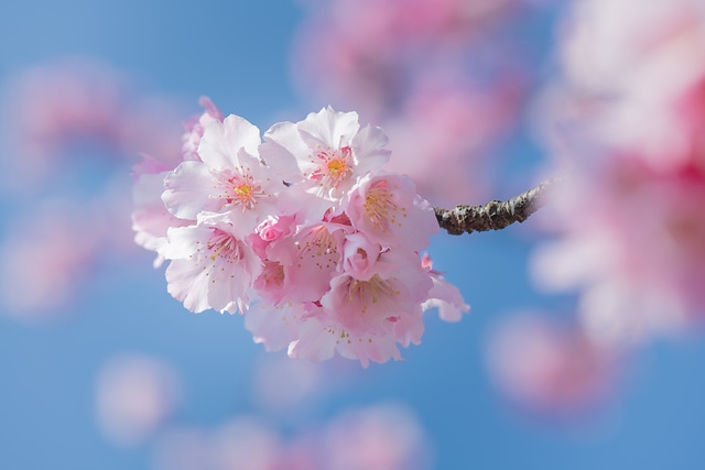 櫻花與藍天 spring cherry blossom season