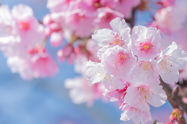 櫻花與藍天 spring cherry blossom season