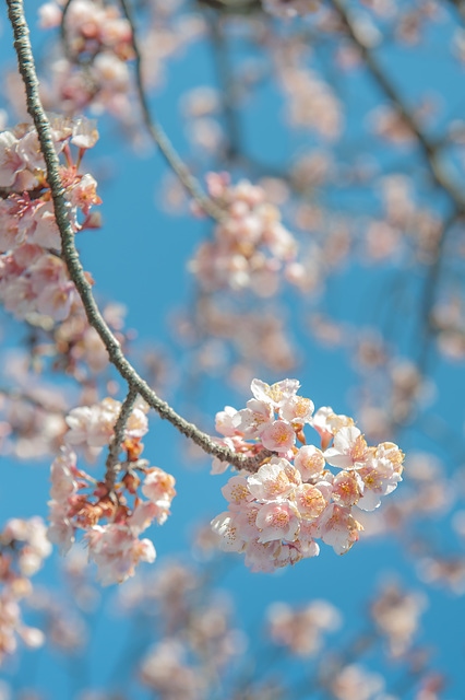 櫻花與藍天 spring cherry blossom season