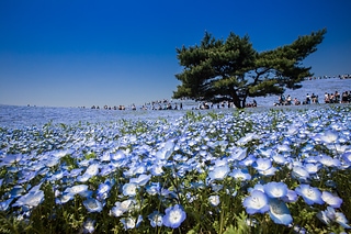 日本茨城日立常陸海濱公園賞粉蝶花