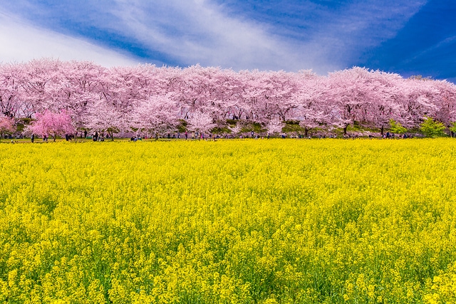 日本櫻花與油菜花田