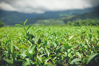 台灣茶葉