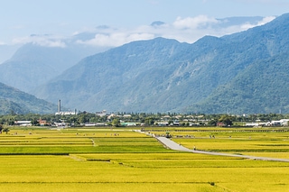台東池上稻田