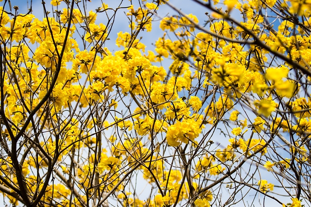 花開