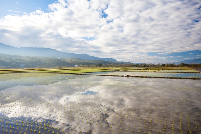 池上水田