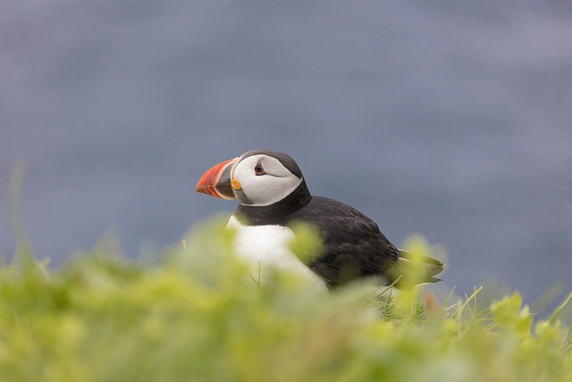 FaroeIslands_Mykines_Puffin304907
