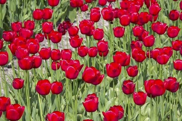 Red tulip fields Holland