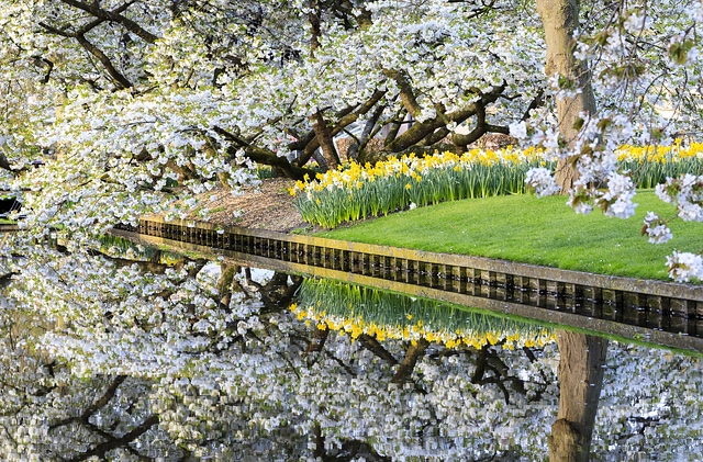 White cherry tree and tulips Holland
