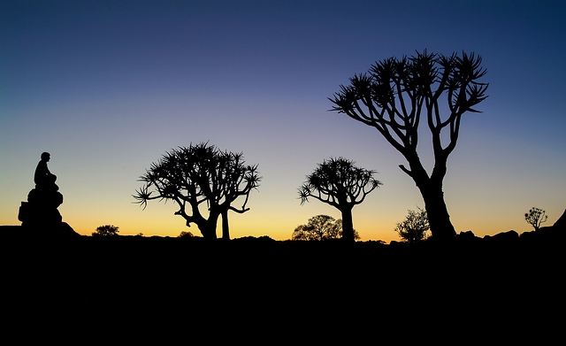 Quiver trees in South Africa