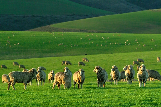 Grazing of sheep, South Africa