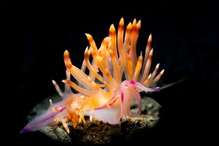 海蝸牛