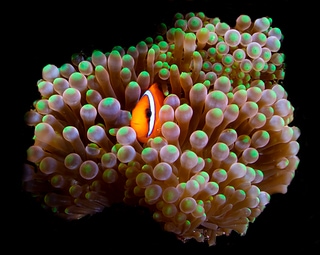 蘭嶼小丑魚