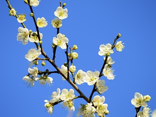 Plum flower