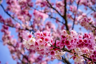 陽明山平菁街櫻花