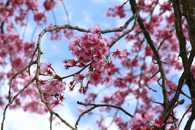 櫻花