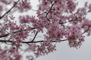 櫻花