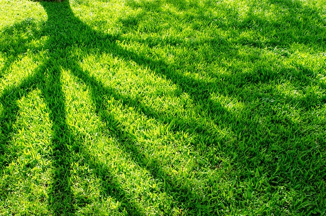 Tree shadow on grass