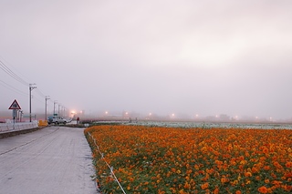 DPP_0137