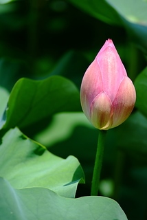 DSCF5248
