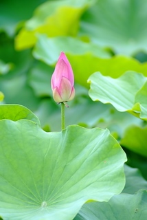 DSCF5384
