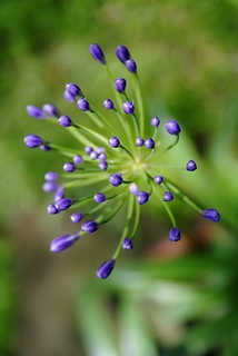 DSCF6337