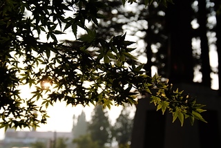 DSCF6399