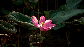 Lotus