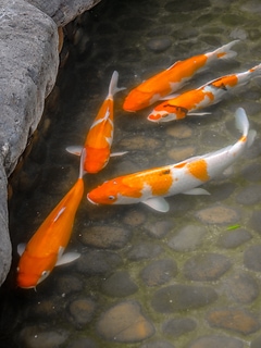連年有魚
